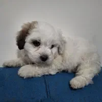 توله سگ مینیاتوری