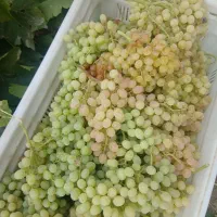 انگور کشمشی اعلا درجه یک
