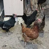 خروس چهل تاج طوسی طلایی|حیوانات مزرعه|اصفهان, باغ فردوس|دیوار