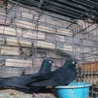 کبوتر نقش شازده|پرنده|ساوه, |دیوار