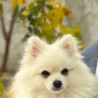 سگ پامر نژاد خالص با شناسنامه و لوازم کامل