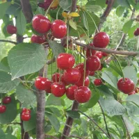 نهال گیلاس قرمز|خدمات باغبانی و درختکاری|رودشت (چهارمحال و بختیاری), |دیوار