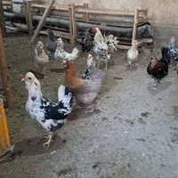 تخم مرغ نطفه دار گلین پنگونی