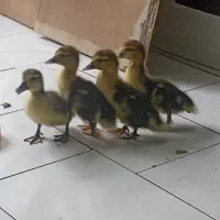 جوجه اردک اسرائیلی