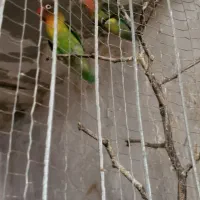 طوطی کوتوله بریزیلی|پرنده|جلین, |دیوار