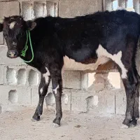گوساله ماده دو رگ.گمیشان