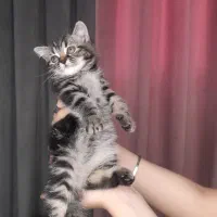 گربه|گربه|ری, دولت‌آباد|دیوار