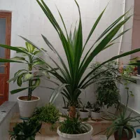 گل پاندانوس|گل و گیاه طبیعی|صحنه, |دیوار