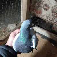 کفتر پلاکی نامی|پرنده|داران, |دیوار