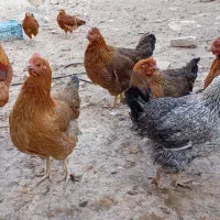 مرغ محلی جوان تخم گذار