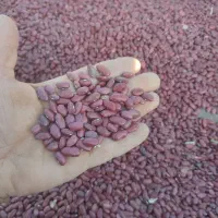 لوبیا قرمز جگری