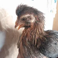 نیمچه مرغ و خروس گلین و بومی لری|حیوانات مزرعه|اصفهان, مارچین|دیوار