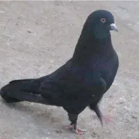 کبوتر زاغ و تعدای پرشی ساعت سنگین مهرتیر ماه|پرنده|مرزیکلا, |دیوار