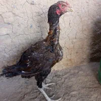 جوجه لاری و مرغ لاری|حیوانات مزرعه|زاهدان, |دیوار