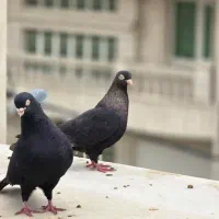 کبوتر زاغ آبادانی (شامی)