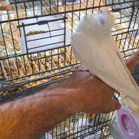 فروش عروس هلندی