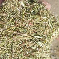 خارشتری دانه دار