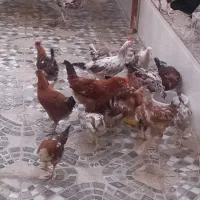 جوجه