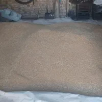 گندم دیم بهاری
