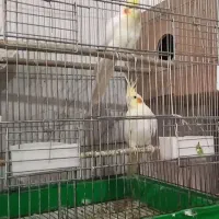 فروش پرندگان زینتی با قفس