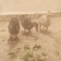 اردک|حیوانات مزرعه|اهواز, حصیرآباد|دیوار