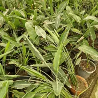 نخل مسافر (پرنده بهشتی)