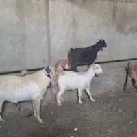 ۷راس بزدرجه یک جوان|حیوانات مزرعه|تنکمان, |دیوار