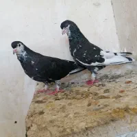 تعدادی رنگی زرنگ، طوق سیاه بردار|پرنده|شیراز, شریف‌آباد|دیوار