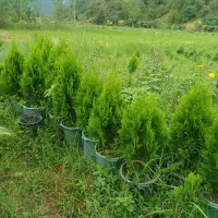 پای مورت شمشاد. یاس هلندی. ژینگو وکامیس نوکدار