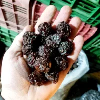 آلوچه سیاه مراغه|خوردنی و آشامیدنی|سراجو, |دیوار