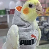 جفت عروس هلندی مولد