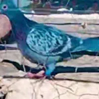 مگس باختی بخون