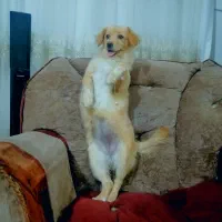 سگ پاکوتاه|سگ|درمیان, |دیوار