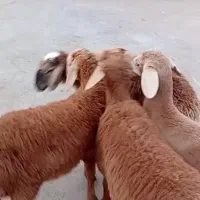 بره نرچینی