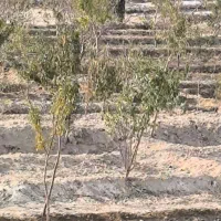 باغ ویلایی