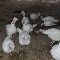 بوقلمون گوشتی کاملا ارگانیک و سالم|حیوانات مزرعه|مشهد, طبرسی شمالی|دیوار
