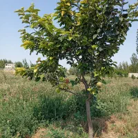 باسلام یک باب باغ در واقی روستای علی بلاغی|فروش زمین و ملک کلنگی|نمین, |دیوار