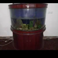 اکواریوم نیم دایره وارداتی بسیار زیبا|ماهی|هندیجان, |دیوار