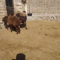 یک عدد میش جوان با دو عدد بره|حیوانات مزرعه|الشتر, |دیوار