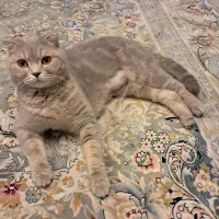 جفتگیری گربه