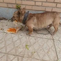 سگ پاکوتاه|سگ|بروجن, |دیوار