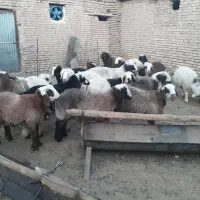 فروش بره|حیوانات مزرعه|خرم بید, |دیوار