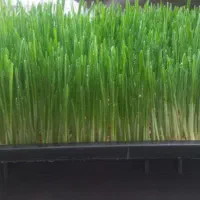 علوفه دام وطیور|حیوانات مزرعه|میاندوآب, |دیوار