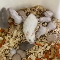 همسترهای مینیاتوری چشم شرابی|موش و خرگوش|چالوس, |دیوار