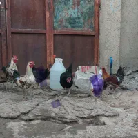 مرغ خروس|حیوانات مزرعه|کوهدشت, |دیوار