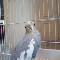 یک جفت عروس هلندی نر و ماده|پرنده|تهران, نازیآباد|دیوار