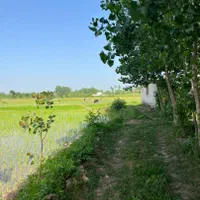 برنجکاری ۳۵۰۰ متر سنتی  چسبیده به مسکونی رشت سنگر|فروش زمین و ملک کلنگی|کوچصفهان, |دیوار