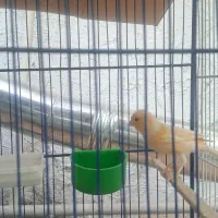 قناری نر|پرنده|سبزوار, پاسداران|دیوار