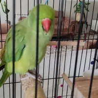 طوطی سبز(ملنگو)|پرنده|یزد, |دیوار