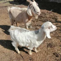 بز جوان|حیوانات مزرعه|سیلوانه, |دیوار